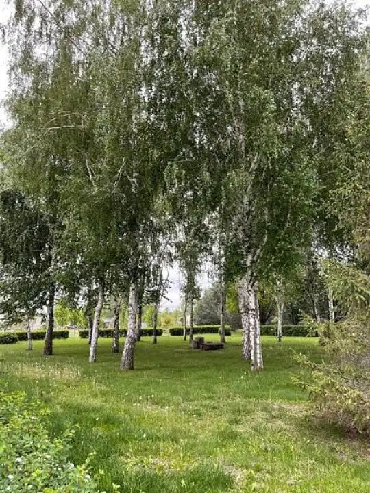 Лесной