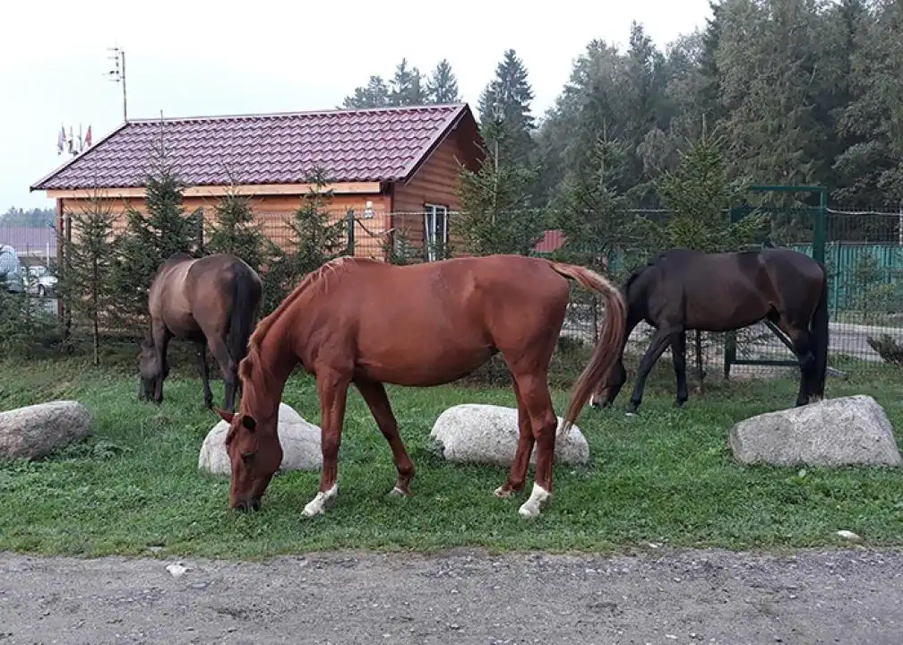 Петрушинский Хутор