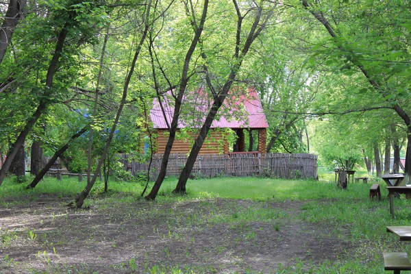 Чупинский бор — фото 2