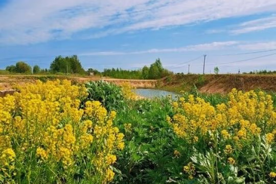 Лисья Гора — фото 2